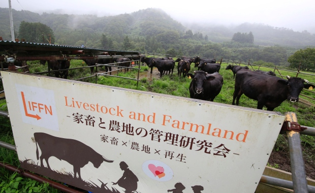 japan-fukushima-cows